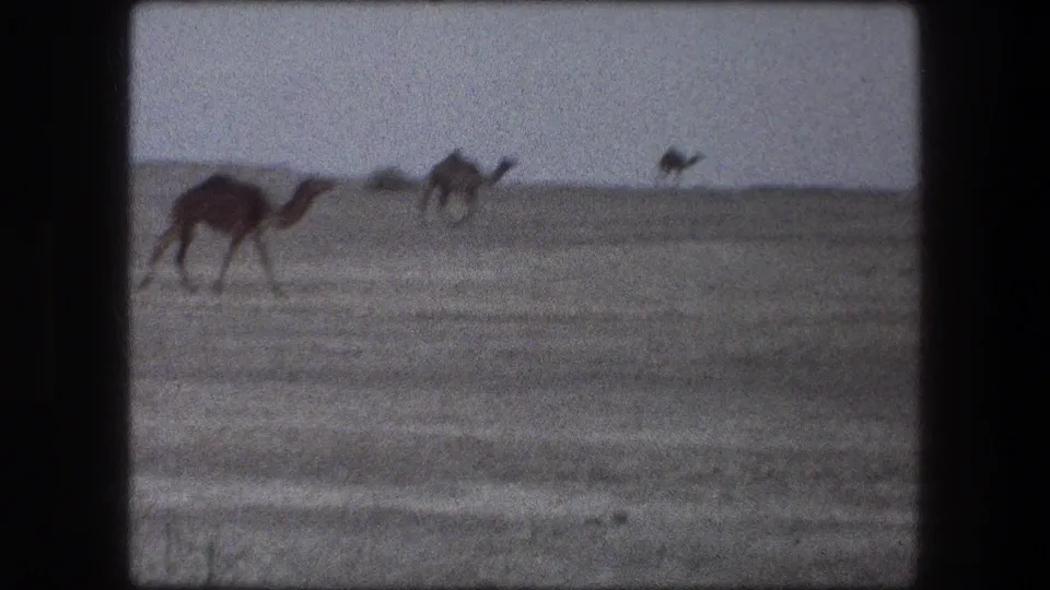 1976 8mm Messada, Israel travel frame showing camels crossing an open desert plain under a pale sky.