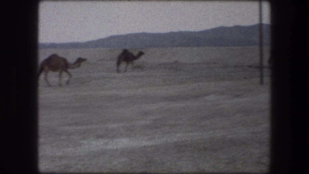 1976 8mm Messada, Israel frame with camels moving through a sparse desert landscape and low hills beyond.