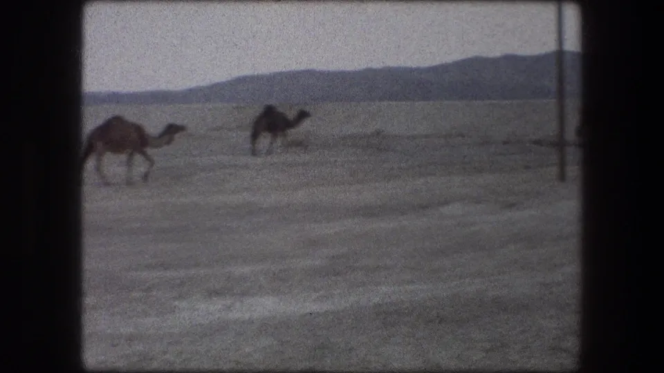 1976 8mm Messada, Israel frame with camels moving through a sparse desert landscape and low hills beyond.