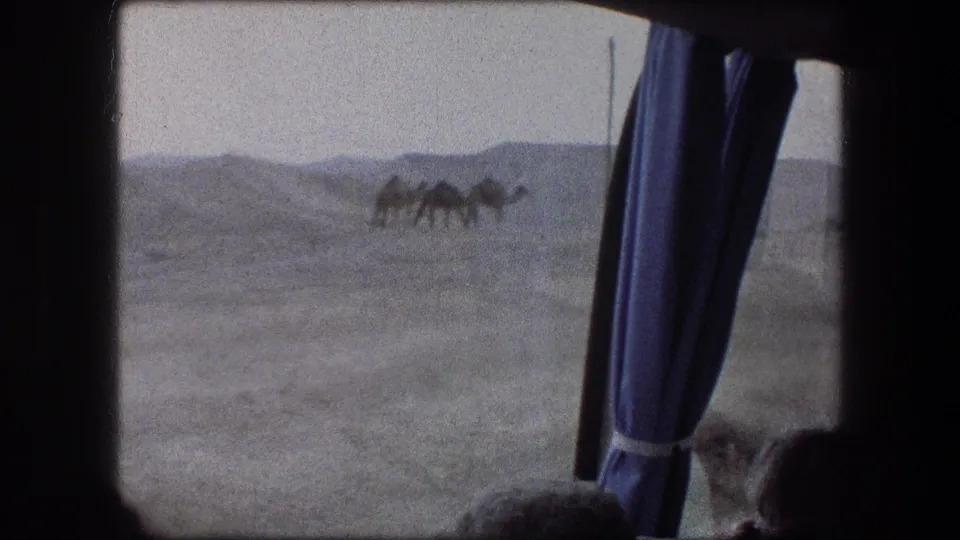 1976 Messada, Israel 8mm frame showing camels grazing across barren ground, viewed from inside a vehicle with a blue curtain at the window.