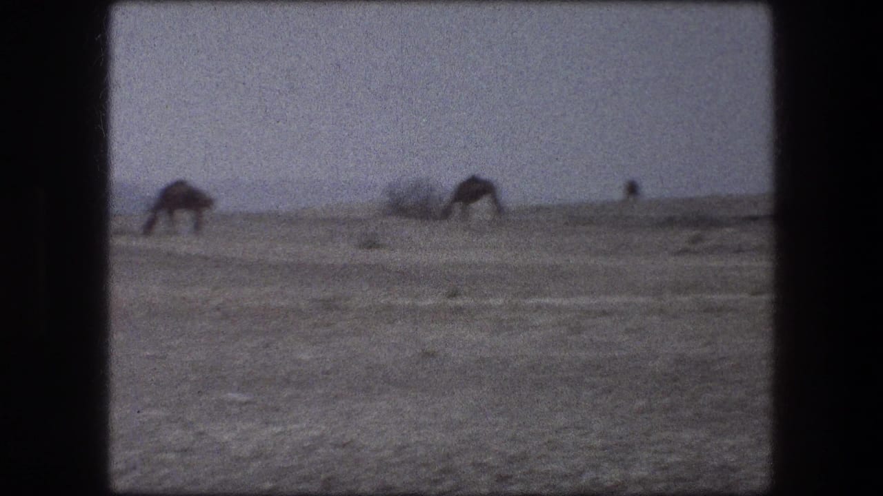 1976 Messada, Israel 8mm frame with camels grazing on sparse desert terrain under a pale sky, seen from a moving or stopped vehicle.