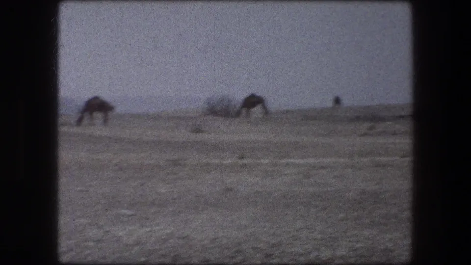 1976 Messada, Israel 8mm frame with camels grazing on sparse desert terrain under a pale sky, seen from a moving or stopped vehicle.