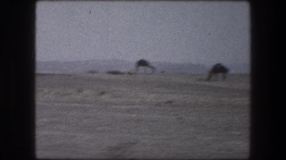 Soft 1976 8mm view near Messada, Israel, showing camels grazing across flat desert ground with a low ridge on the horizon.