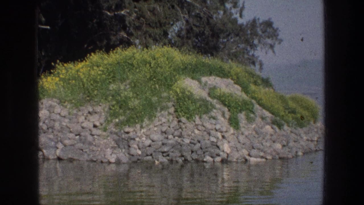 Rocky shoreline with green grass, yellow wildflowers, trees, and calm water in the foreground.