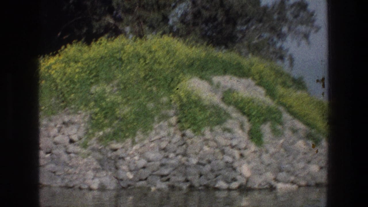 Sea of Galilee shoreline scene on 8mm film, showing a grass-covered rocky mound with yellow wildflowers and trees near the water.