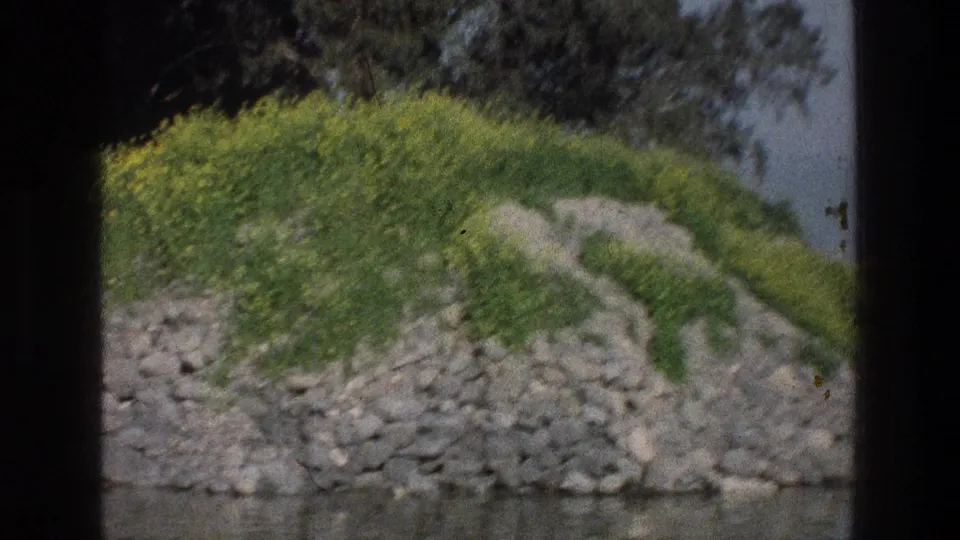 Sea of Galilee shoreline scene on 8mm film, showing a grass-covered rocky mound with yellow wildflowers and trees near the water.