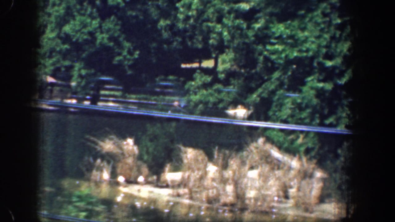 1961 Washington, DC-area home-movie frame showing pond water, reeds, dense trees, and a fence beyond the shoreline.
