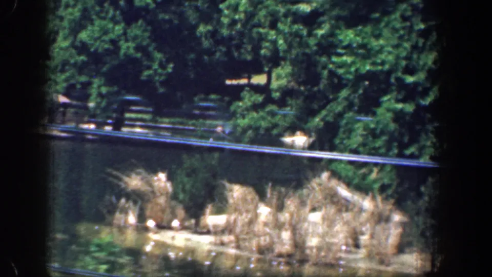 1961 Washington, DC-area home-movie frame showing pond water, reeds, dense trees, and a fence beyond the shoreline.