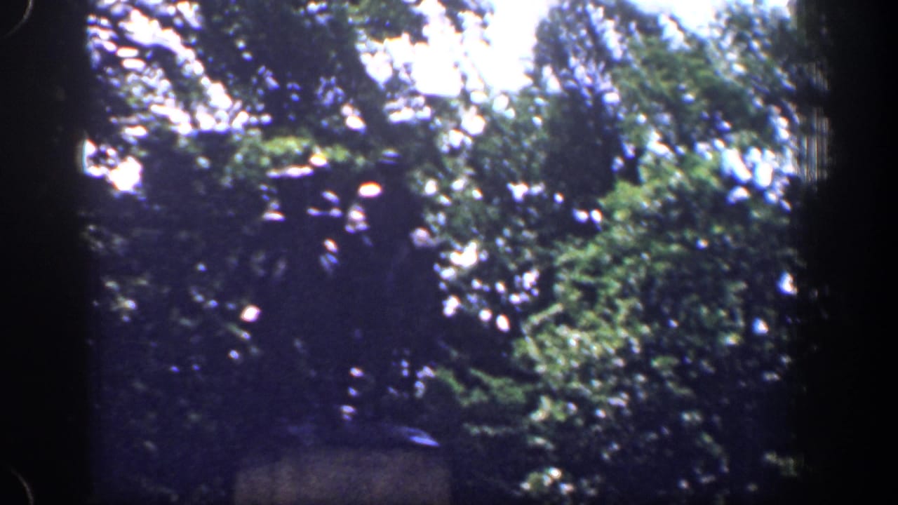 1961 Washington DC home-movie frame showing leafy roadside trees in soft focus from a moving vehicle.