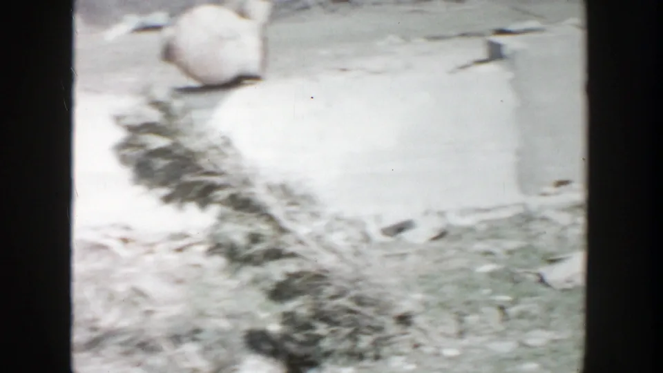 1956 Grand Rapids frame showing a shaky ground-level view near the chapel, with debris, vegetation, and a pale object in soft focus.