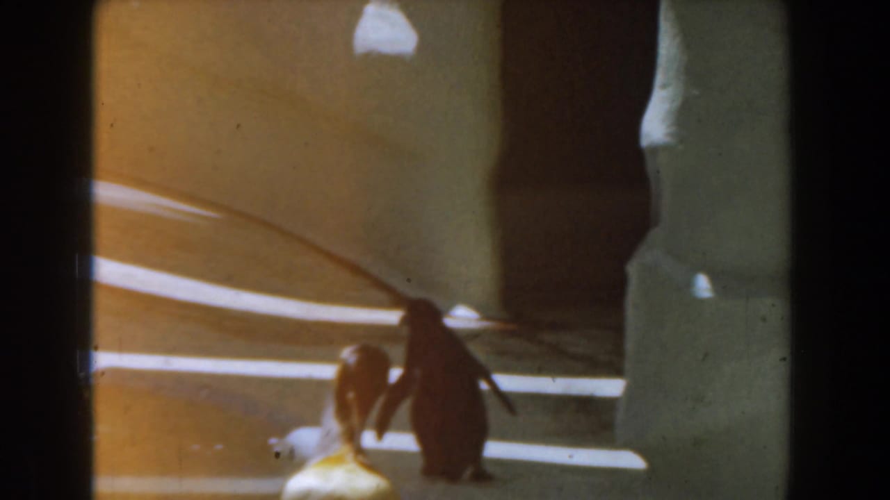 1961 Burbank home-movie frame with a penguin beside a smaller bird in a softly lit indoor animal enclosure.