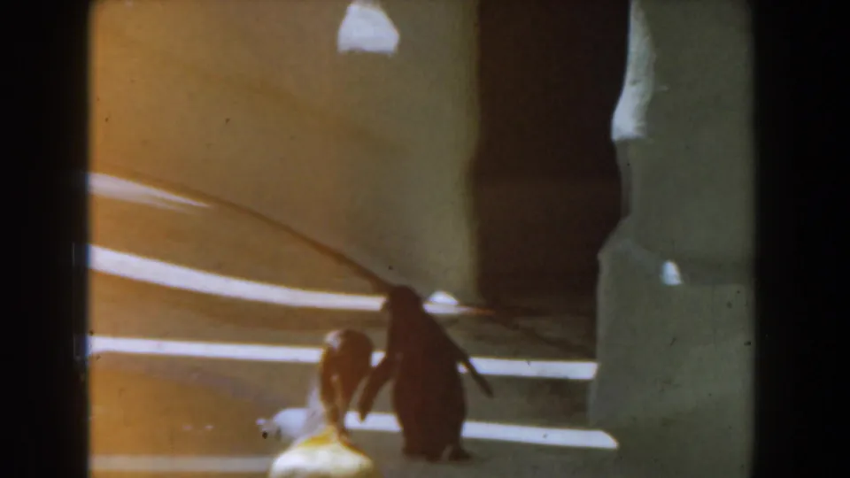 1961 Burbank home-movie frame with a penguin beside a smaller bird in a softly lit indoor animal enclosure.