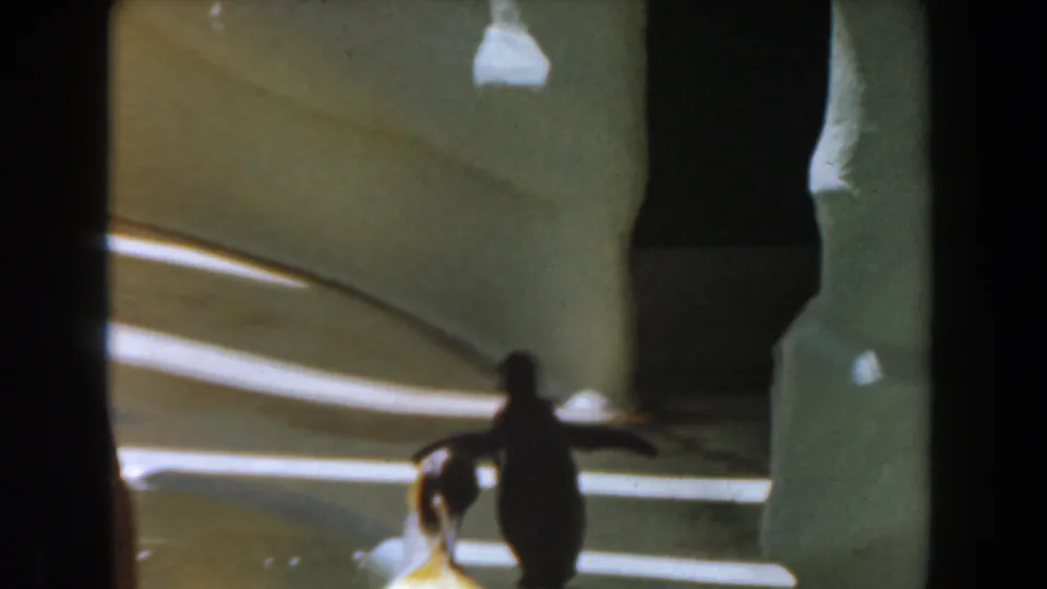 1961 Burbank 8mm frame showing the penguin mid-waddle with one flipper out near a smaller bird in the enclosure.