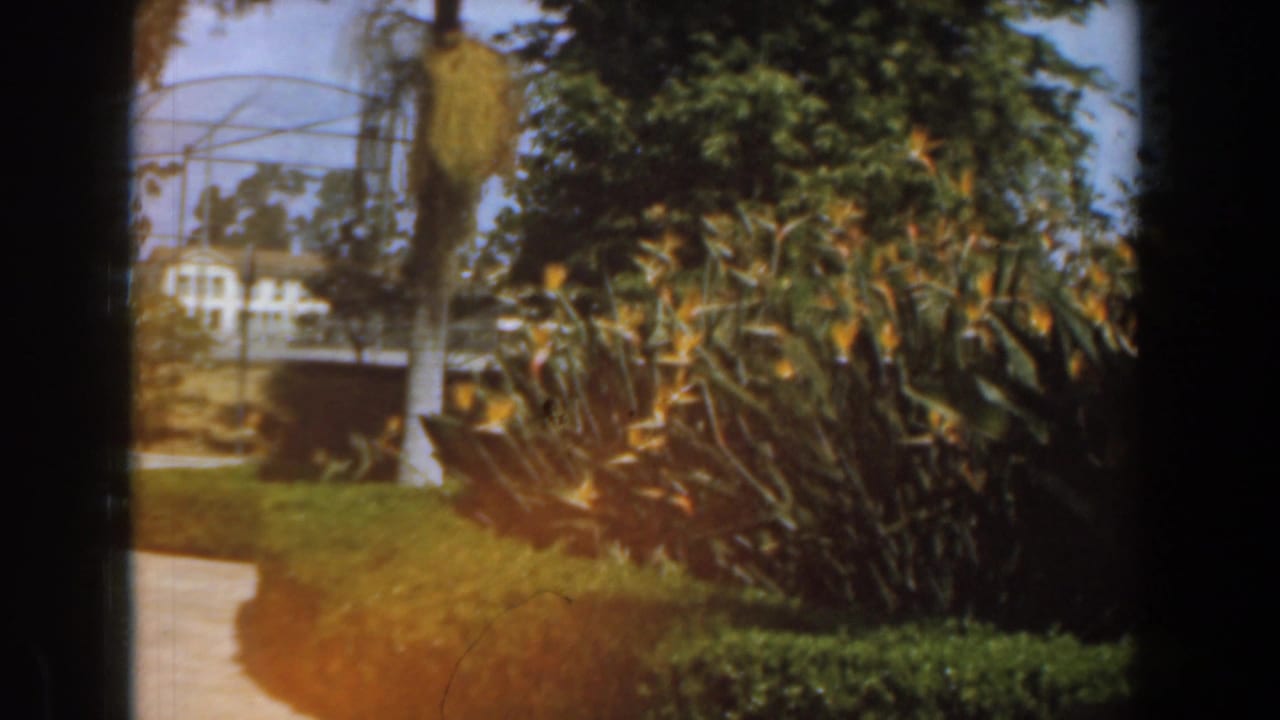 1961 Burbank 8mm frame showing a sunlit garden with bird of paradise flowers, hedges, a path, lawn, trees, and a distant white house.