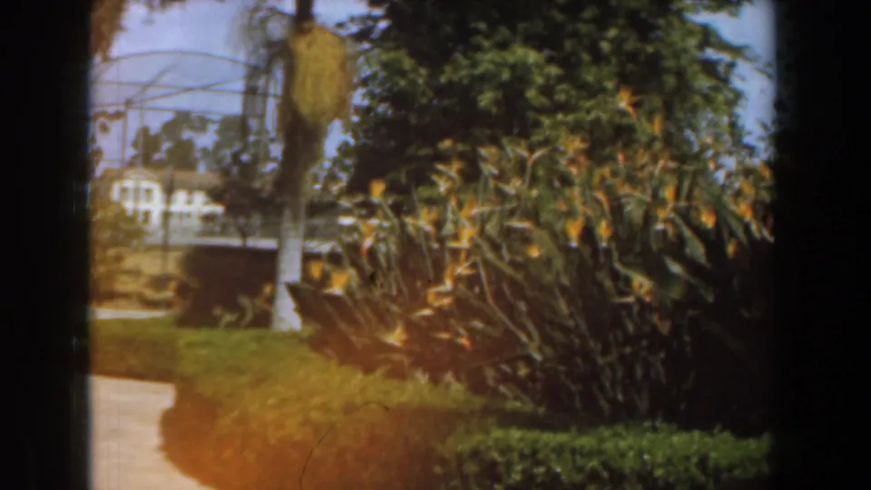 1961 Burbank 8mm frame showing a sunlit garden with bird of paradise flowers, hedges, a path, lawn, trees, and a distant white house.