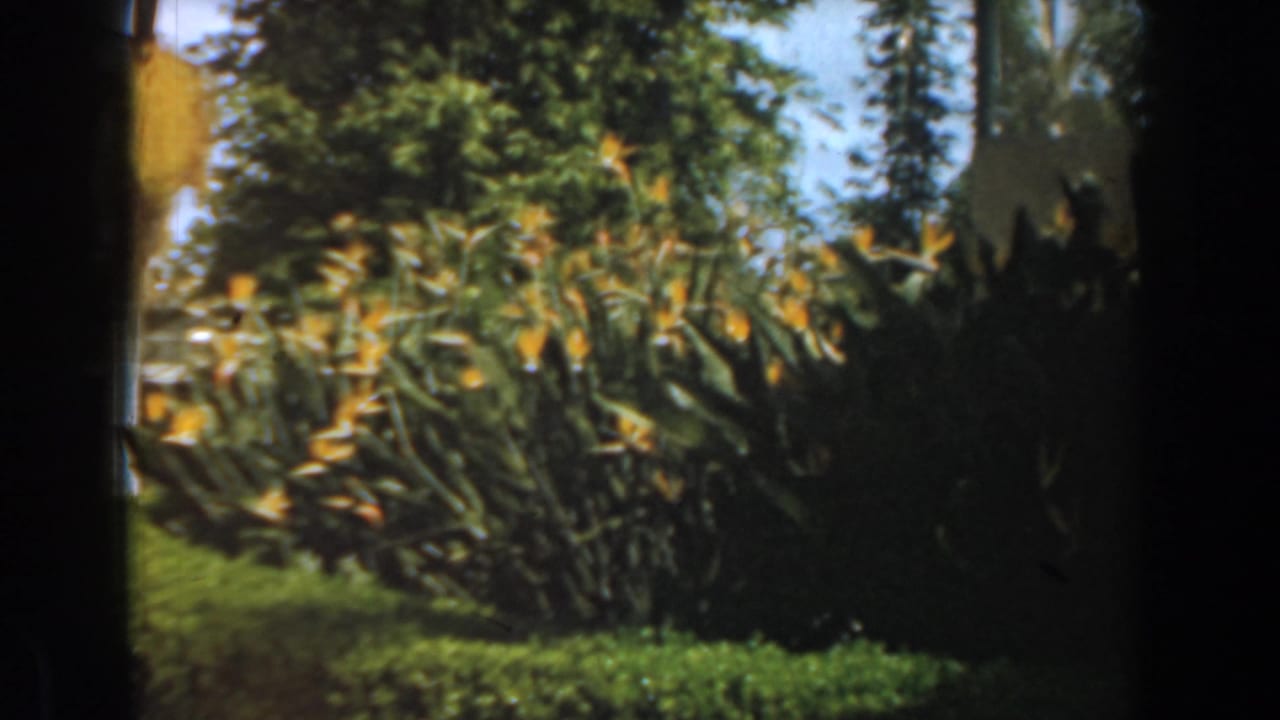 Bird of paradise flowers and dark green shrubs beside a pale wall, with trees and sky behind.
