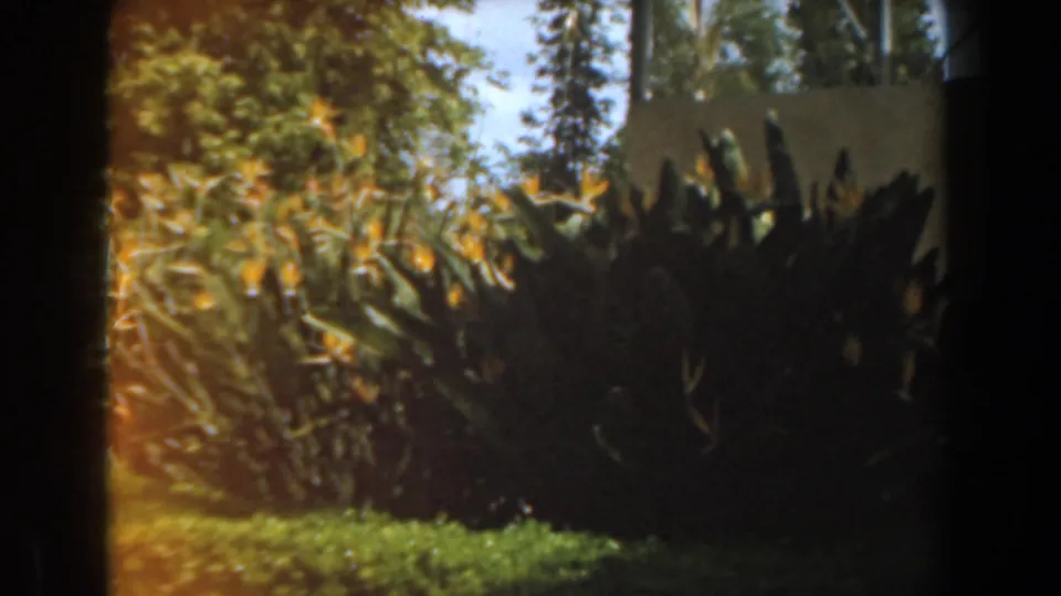 1961 Burbank 8mm frame showing bird of paradise plants and hedges in a shaded garden area with lawn, trees, and a pale wall.