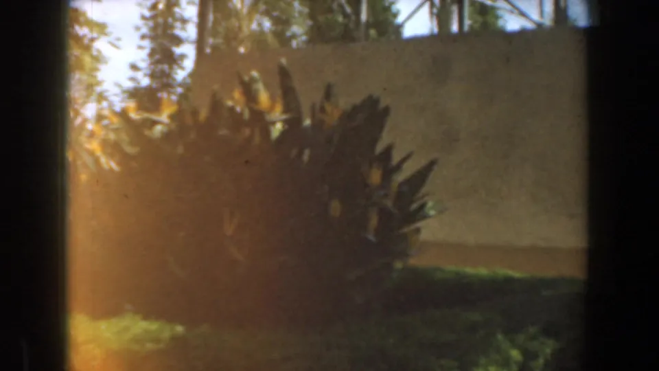 1961 Burbank garden frame with backlit bird of paradise plants near a pale wall, low lawn, trees, blue sky, and warm exposure flare.