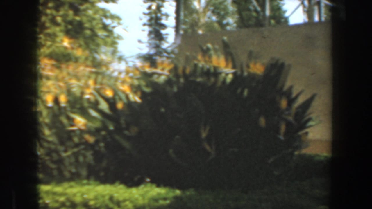 1961 Burbank home-movie frame showing dense garden planting, yellow flowers, hedges, and a pale wall through soft 8mm framing.