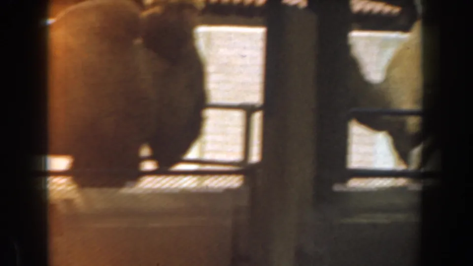 The 1961 zoo footage shows part of the camel enclosure through dark frame edges, with fencing, posts, and bright wall panels visible.