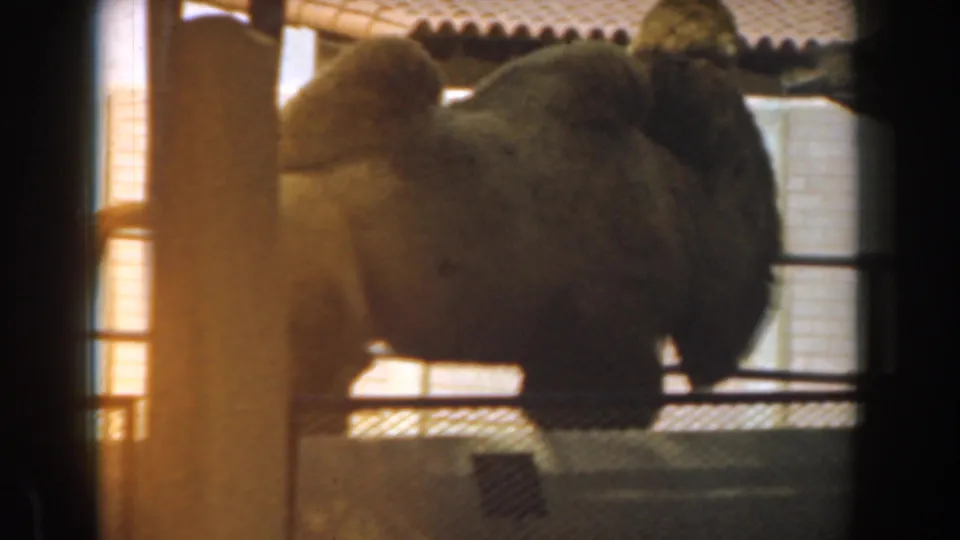 A large camel stands close behind chain-link fencing in a shaded Burbank zoo enclosure, its body softly rendered by 8mm film grain.