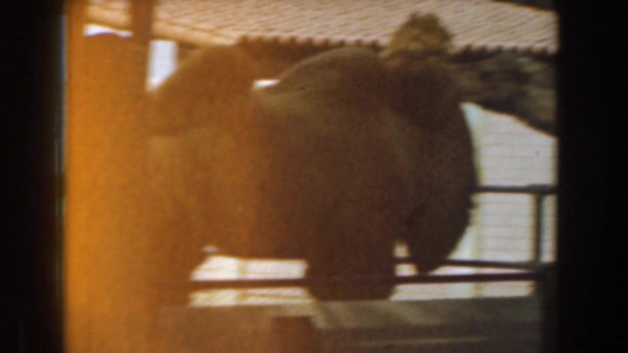 1961 Burbank 8mm frame showing camels in an enclosure, viewed through vertical posts and warm daylight glare.
