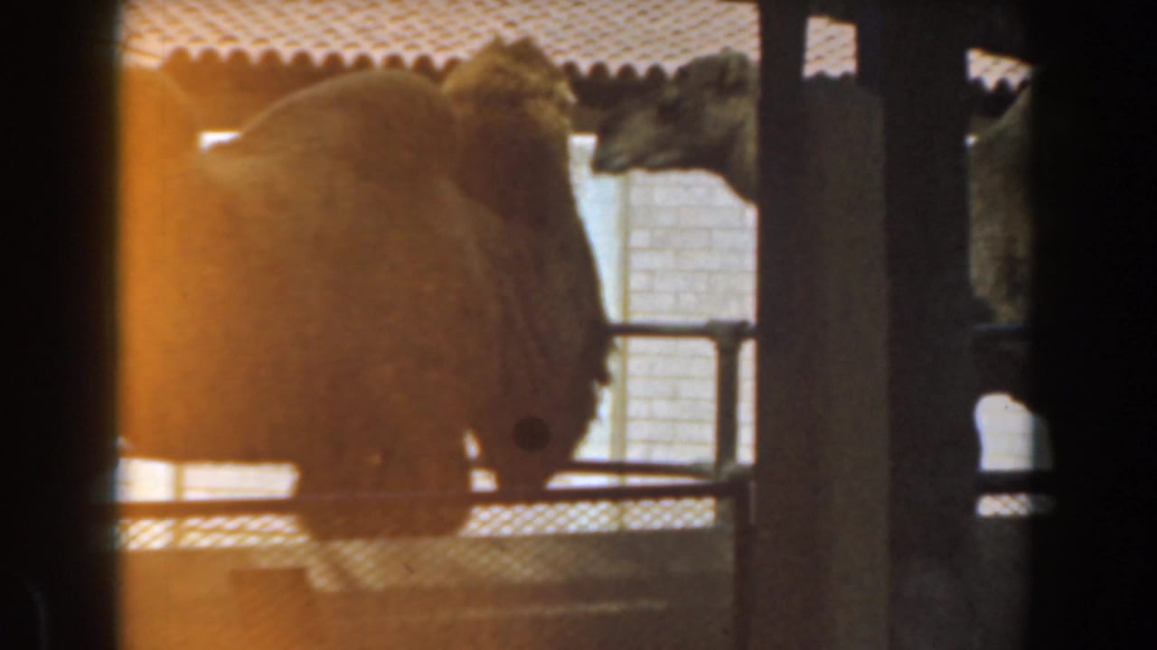 Camels stand in a shaded enclosure behind railings, with a bright wall in the background.