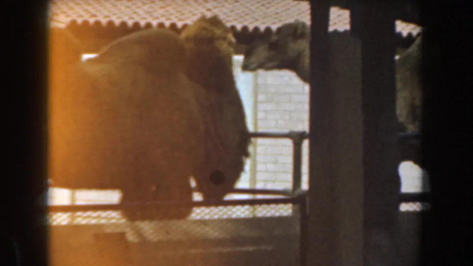 1961 Burbank home-movie frame of camels behind railings, partially blocked by foreground posts and roof shade.