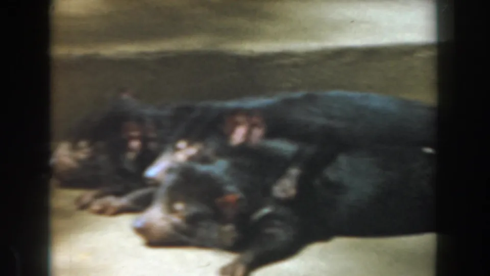 1961 Burbank 8mm frame showing three dark-furred animals resting on concrete, likely in a zoo or animal-park enclosure.