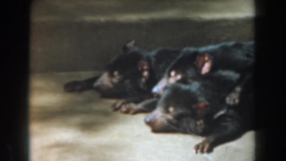 1961 Burbank home-movie frame of three dark-furred animals resting in a dim enclosure, with one animal's face more visible.