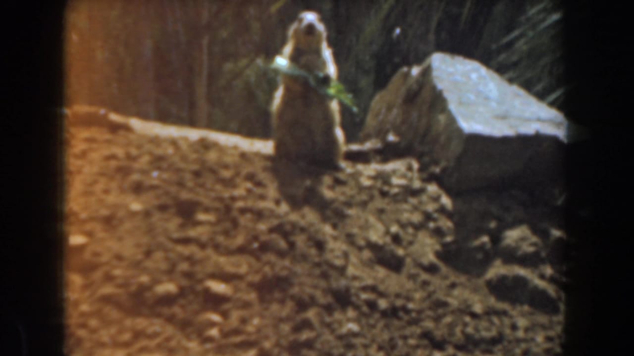 1961 Burbank 8mm frame of a young squirrel upright on a dirt mound, eating a green leafy sprig near rocks and foliage.