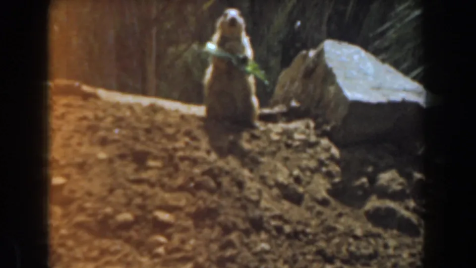 1961 Burbank 8mm frame of a young squirrel upright on a dirt mound, eating a green leafy sprig near rocks and foliage.