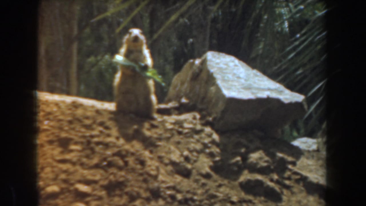 Squirrel upright on sloped dirt, eating a green leaf near a large pale rock.