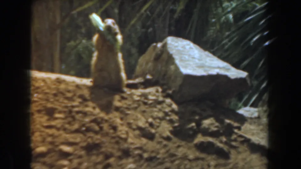 1961 Burbank 8mm frame of a squirrel lifting a leafy sprig on a sunlit dirt mound with rocks and foliage behind it.