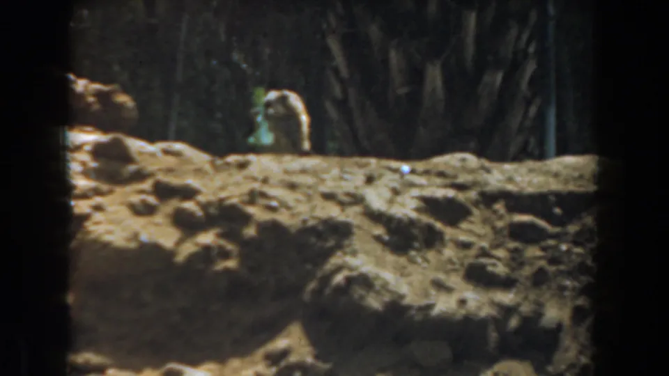 1961 Burbank frame with the squirrel lower behind the mound, its head and leafy sprig visible against dense enclosure foliage.