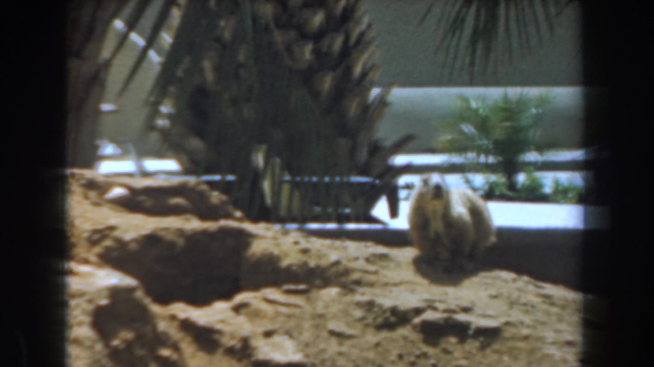 1961 Burbank 8mm frame of a small burrowing mammal near sandy holes, seen through a dark foreground frame with palms and a pale structure beyond.