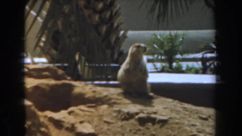 1961 Burbank 8mm frame showing a small burrowing mammal upright on its hind legs, with sandy terrain, palms, fencing, and a pale structure behind it.