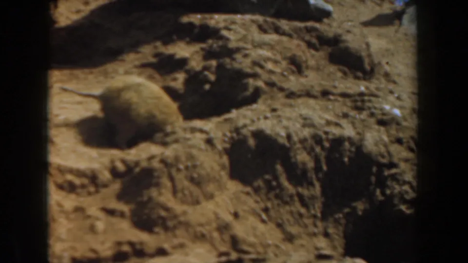1961 Burbank 8mm frame showing a small light-brown burrowing mammal crossing rocky sand near a burrow opening inside the enclosure.