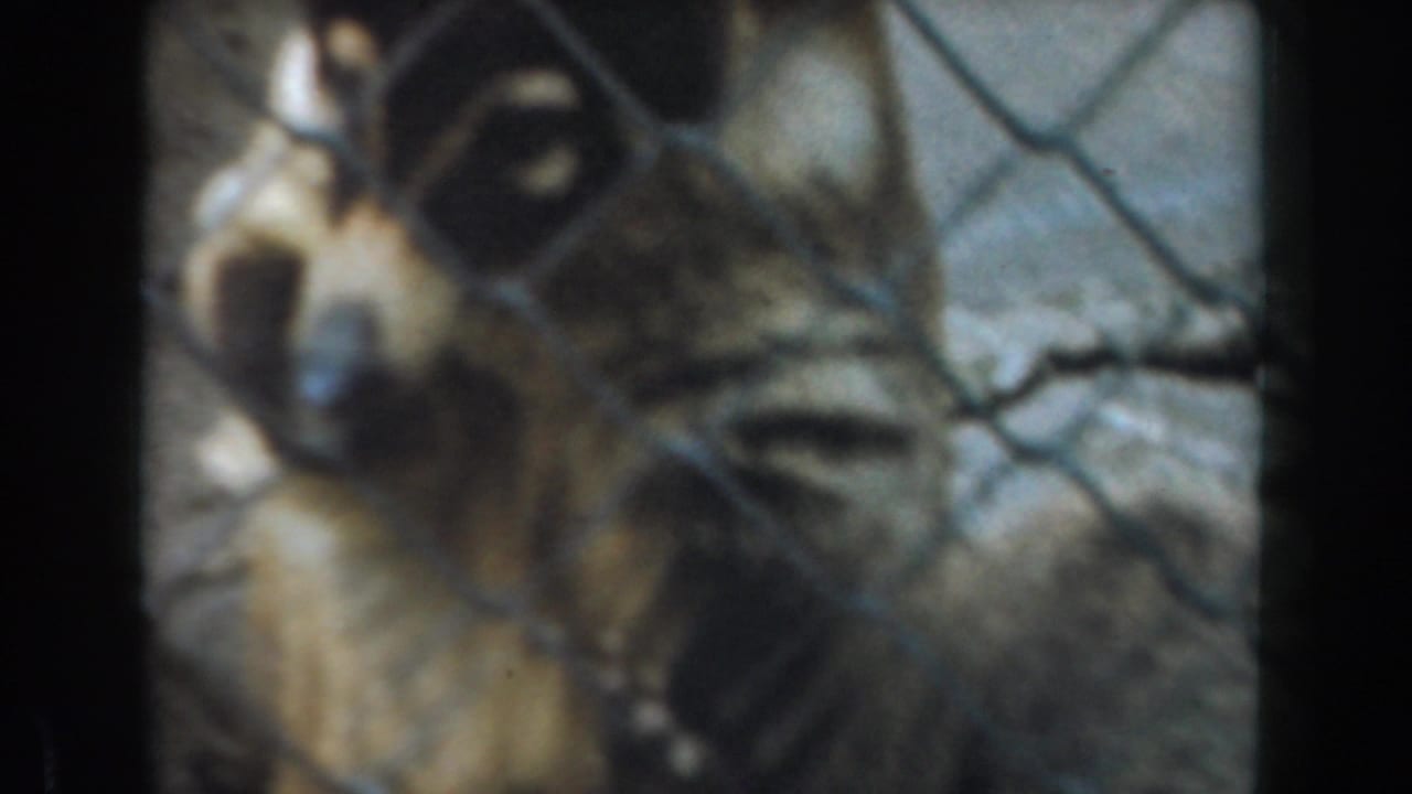 Coati-like animal close behind chain-link fencing.