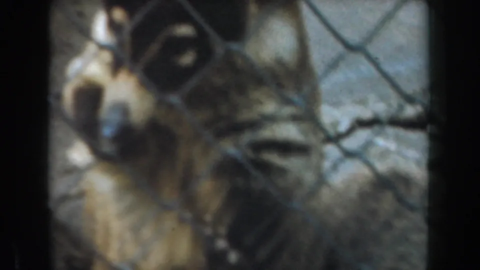 Close 1961 Burbank 8mm view of a coati-like animal pressing near chain-link fencing.