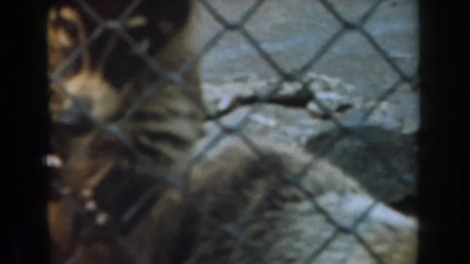 Soft 8mm frame of a fenced animal enclosure in Burbank, with the animal partly turned away from the camera.