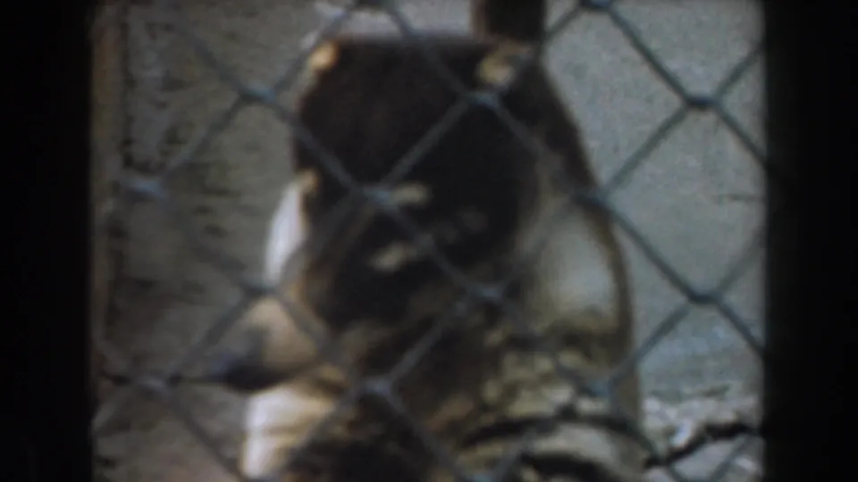 1961 Burbank 8mm close view of a dark-faced animal behind chain-link mesh inside an enclosure.