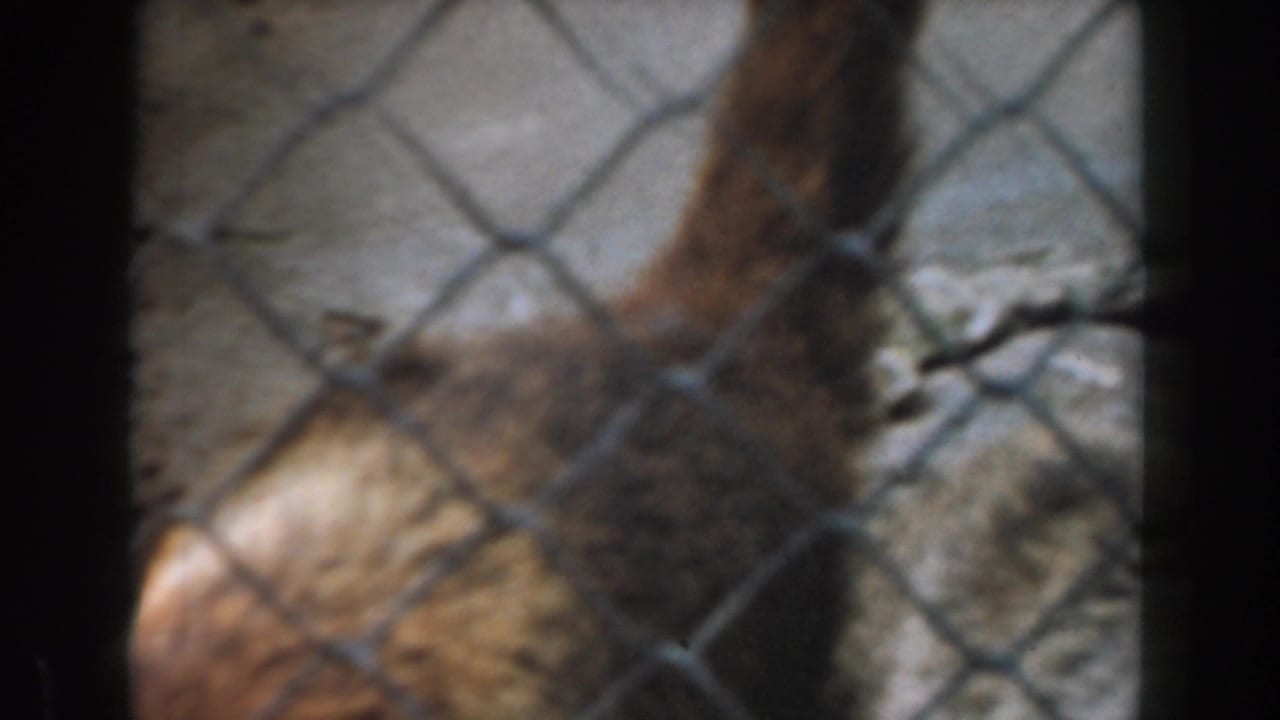 Hen partly obscured behind chain-link fencing in a dusty outdoor enclosure.