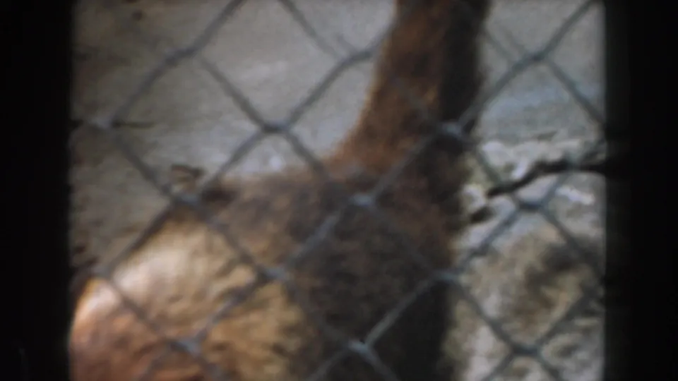 A hen appears behind chain-link fencing in Burbank, California, 1961, with dusty ground and a wall beyond.