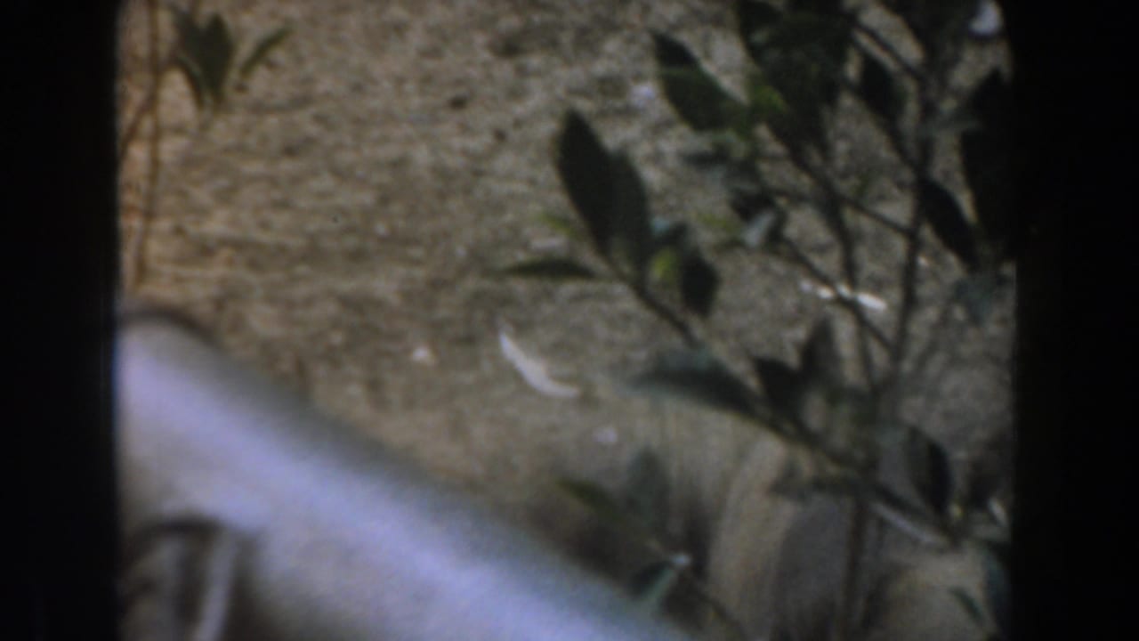 The camera looks through fencing toward sparse plants and dusty ground as the hen moves partly out of view in the 1961 Burbank clip.