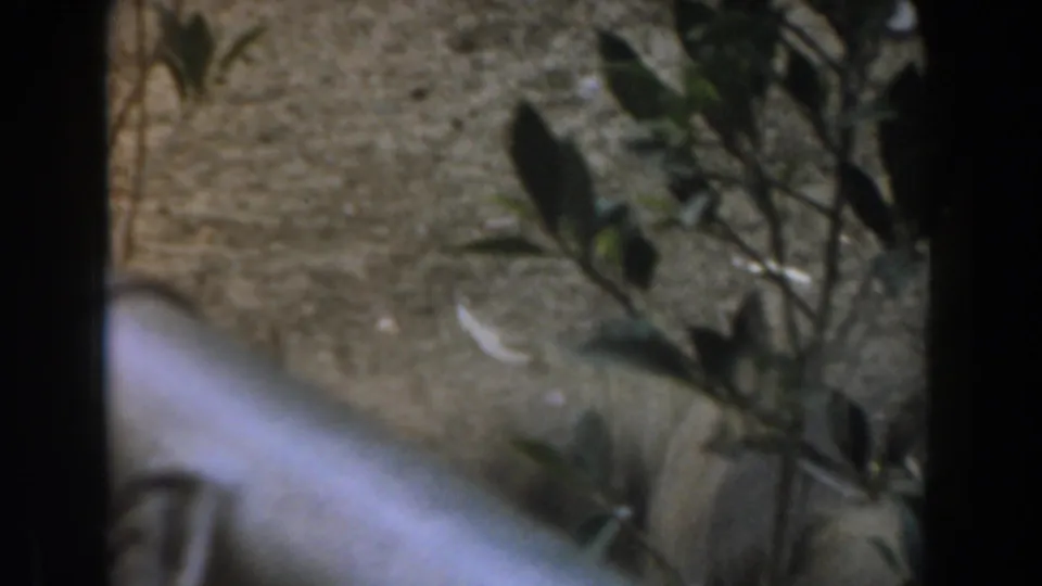 The camera looks through fencing toward sparse plants and dusty ground as the hen moves partly out of view in the 1961 Burbank clip.