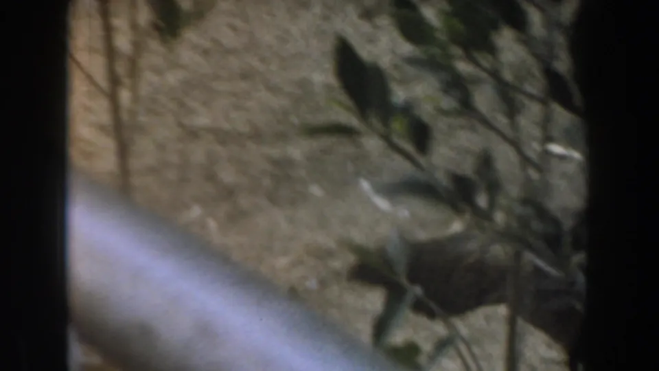 A hen is partly visible near the bottom of the fenced outdoor enclosure, with sparse greenery and dusty soil in Burbank, California, 1961.