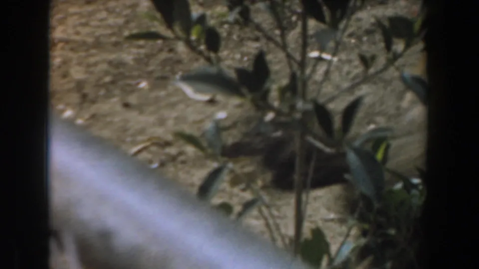 The hen remains partly hidden behind leaves and chain-link fencing in the dusty Burbank enclosure captured on 8mm film in 1961.