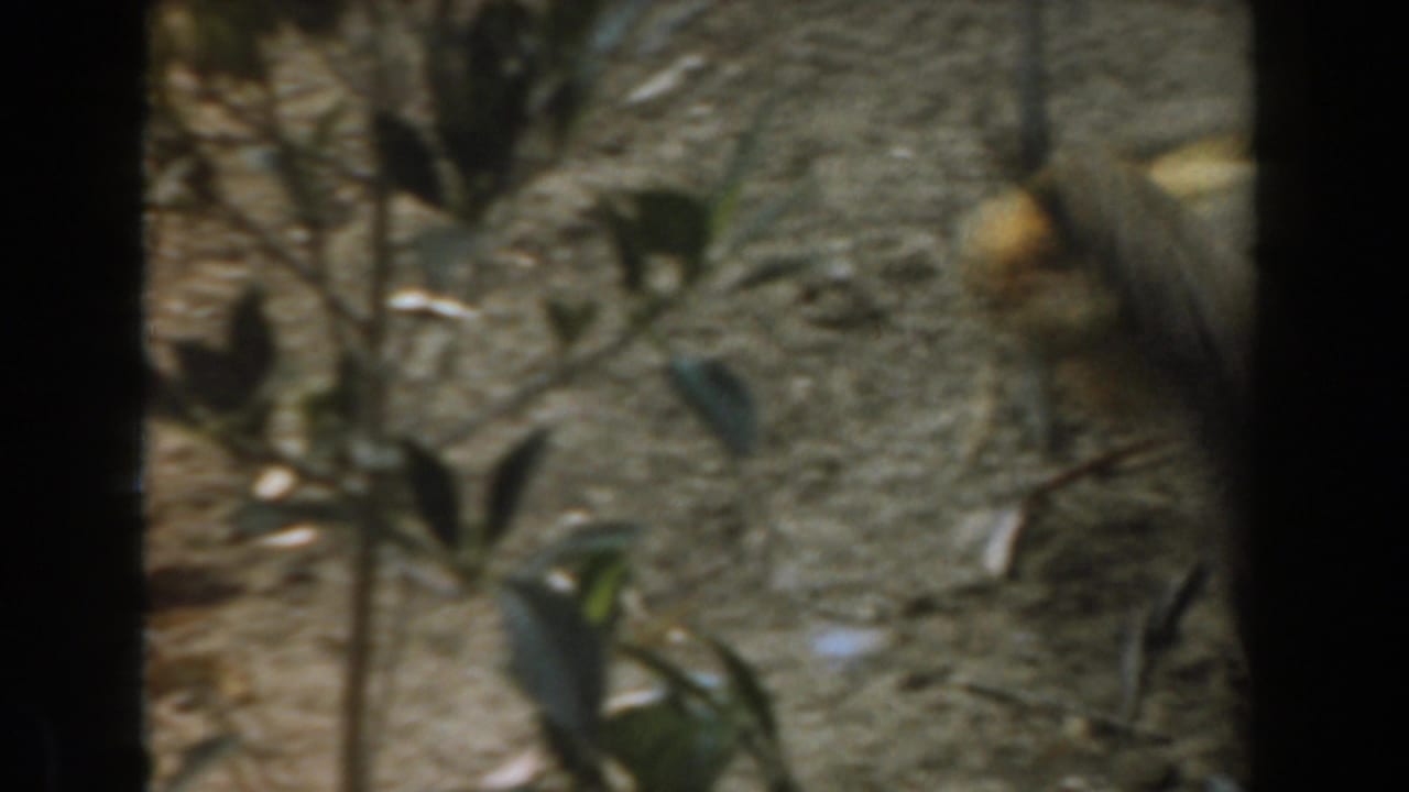 1961 Burbank 8mm frame showing a small bird moving near sparse plants behind a chain-link fence.