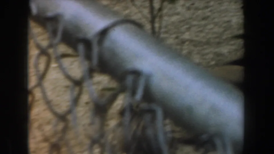 1961 Burbank frame showing a pale cat-like animal resting on or beside a tree trunk behind fencing.